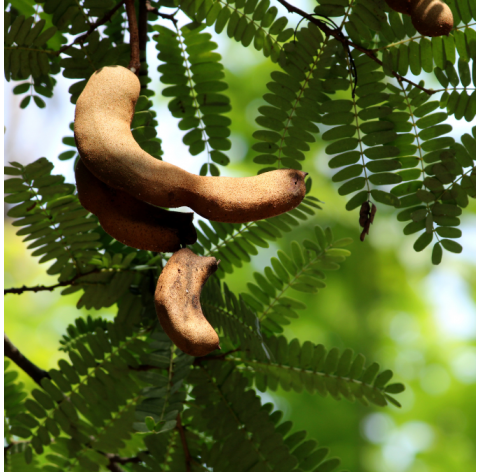 Tamarindus indica - Tamarindo. Viveros Gonzalez. Natural Garden Centre Marbella