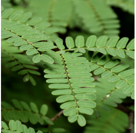 Tamarindus indica - Tamarindo. Viveros Gonzalez. Natural Garden Centre Marbella