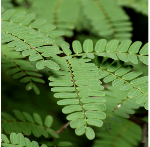 Tamarindus indica - Tamarindo. Viveros Gonzalez. Natural Garden Centre Marbella