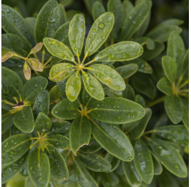 Schefflera actinophylla -...