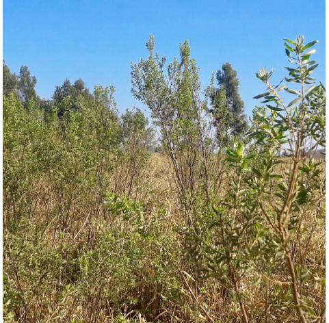 Baccharis. Viveros Gonzalez. Natural Garden Centre Marbella