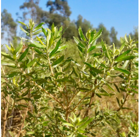 Baccharis. Viveros Gonzalez. Natural Garden Centre Marbella