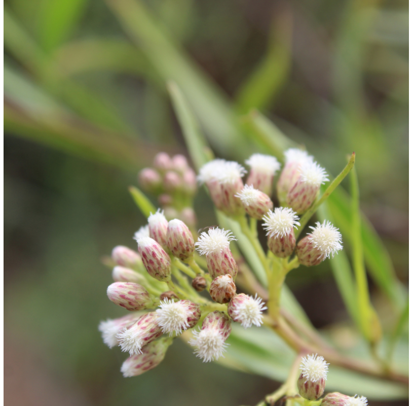 Baccharis. Viveros Gonzalez. Natural Garden Centre Marbella