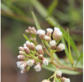 Baccharis. Viveros Gonzalez. Natural Garden Centre Marbella