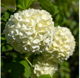 Viburnum odorantissimun "copertor". Viveros Gonzalez. Natural Garden Centre Marbella