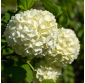 Viburnum odorantissimun "copertor". Viveros Gonzalez. Natural Garden Centre Marbella