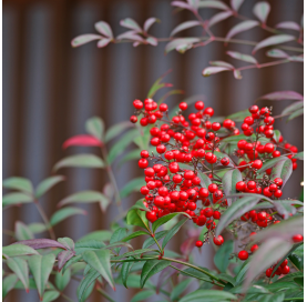 Nandina domestica "moon bay "