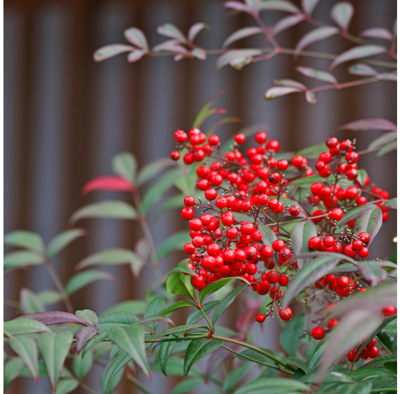 Nandina domestica "moon bay". Viveros Gonzalez. Natural Garden Centre Marbella