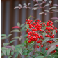 Nandina domestica "moon bay "