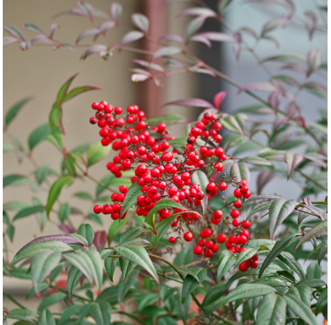 Nandina domestica "moon bay". Viveros Gonzalez. Natural Garden Centre Marbella