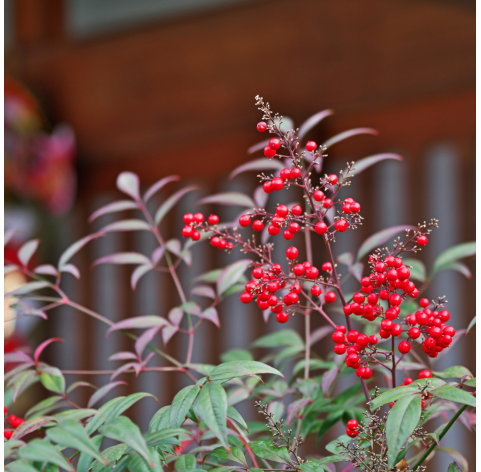 Nandina domestica "moon bay". Viveros Gonzalez. Natural Garden Centre Marbella