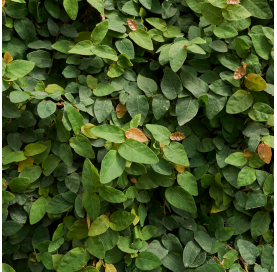 Ficus pumila - creeping fig