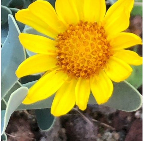 Hertia Asteracea Natural Decor Centre Marbella Viveros González