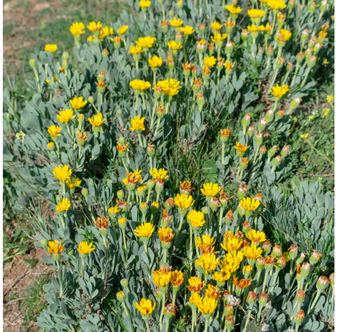 Hertia Asteracea Natural Decor Centre Marbella Viveros González