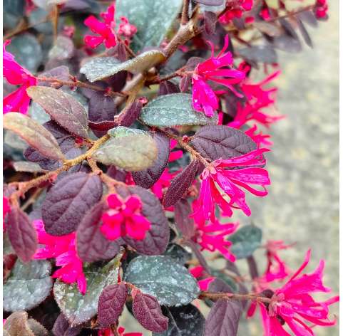 Loropetalum chinensisblack pearl. Viveros Gonzalez. Garden centre. Marbella. Natural decor centre.