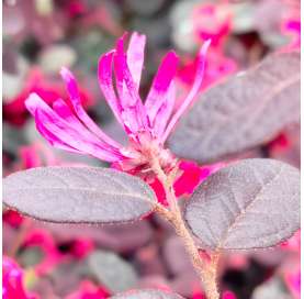 Loropetalum chinensisblack pearl. Viveros Gonzalez. Garden centre. Marbella. Natural decor centre.