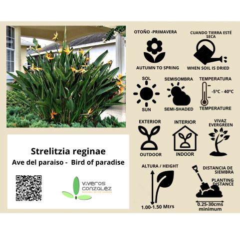 Strelitzia regina. Ave del paraiso. Viveros González. Natural Garden Centre Marbella