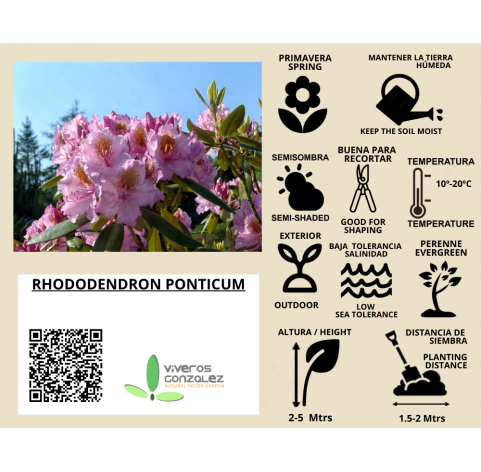 Rhododendron ponticum, Rododendro. Viveros González. Natural Garden Center Marbella