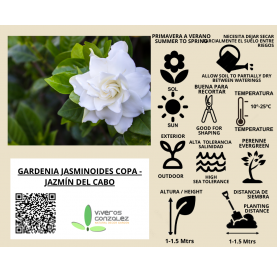 Gardenia jasminoides - Jazmín del Cabo Natural Decor Centre Marbella Viveros González. Garden centre in Marbella.