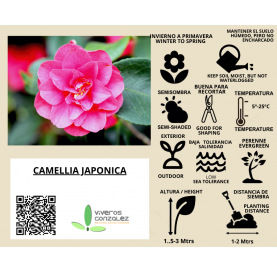 Camellia Japonica. Viveros González. Natural Garden Center Marbella