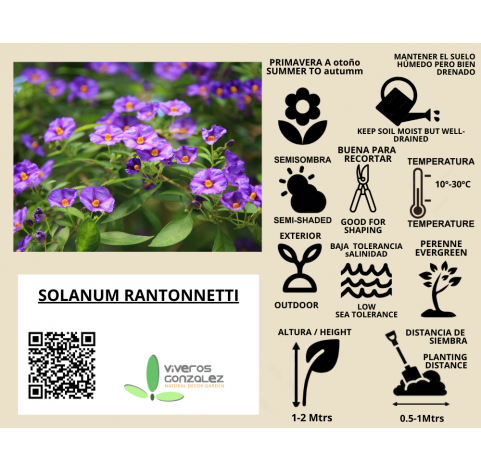 Solanum jasminoides, Jazmín nocturno, Falso jazmín. Viveros González. Natural Garden Center Marbella