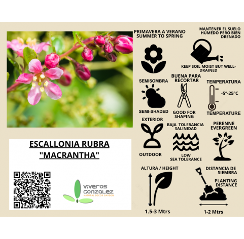 Escallonia rubra "macrantha". Viveros González. Natural Garden Center Marbella