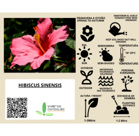 Hibiscus rosa sinensis. Viveros González. Natural Garden Center Marbella