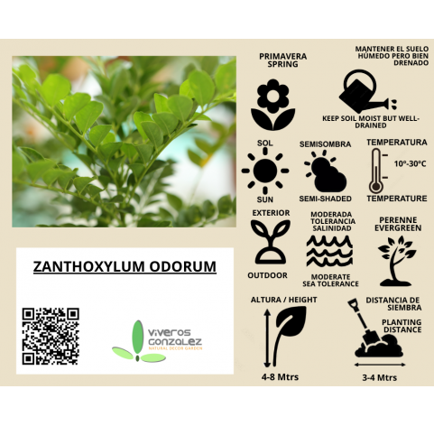 Zanthoxylum Odorum. Viveros González. Natural Garden Center Marbella