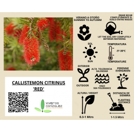 Callistemon laevis. Viveros González. Natural Garden Center Marbella