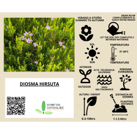 Diosma Hyrsuta arbusto Natural Decor Centre Marbella Viveros González