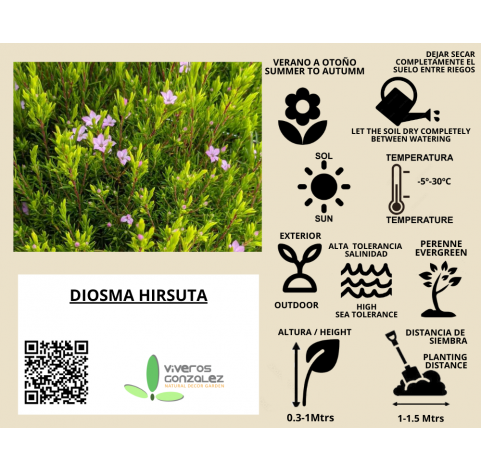 Diosma Hyrsuta arbusto Natural Decor Centre Marbella Viveros González