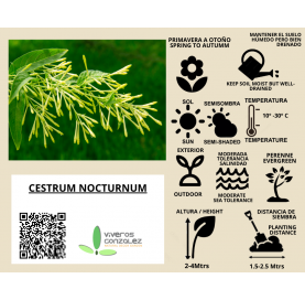 Cestrum nocturnum. Dama de noche. Viveros Gonzalez. Natural Garden Center Marbella