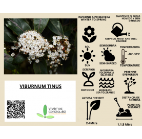 Viburnum Tinus Natural Decor Centre Marbella Viveros González