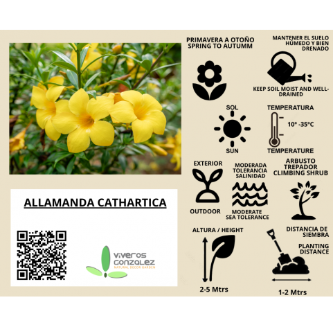 Allamanda Cathartica Natural Decor centre Marbella Viveros González