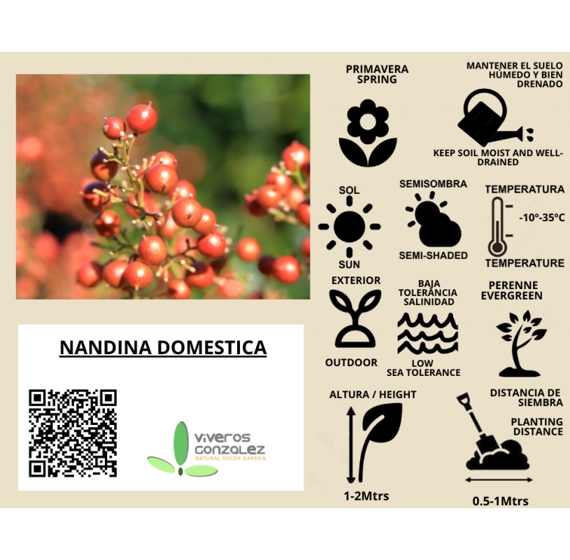 Nandina domestica "moon bay". Viveros Gonzalez. Natural Garden Centre Marbella