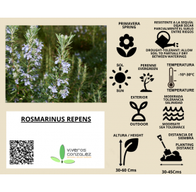 Romero repens- Rastrero- Rosmarinus repens. Natural Decor Centre Marbella