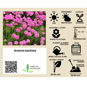 Armeria maritima  Natural Decor Centre Marbella Viveros González