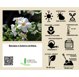 Bacopa o Sutera cordata Natural Decor Centre Marbella Viveros González