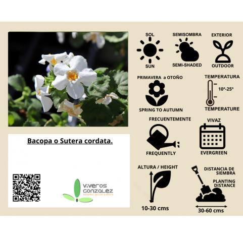 Bacopa o Sutera cordata Natural Decor Centre Marbella Viveros González