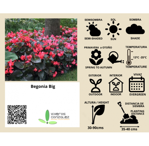 Begonia big.  Viveros Gonzalez. Natural Decor Centre. Garden centre.  Marbella