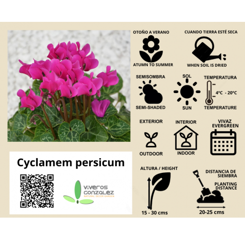 Cyclamen persicum. Viveros Gonzalez. Marbella. Natural decor centre.