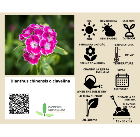 Dianthus chinensis o clavelina. Viveros González. Natural Garden Center Marbella