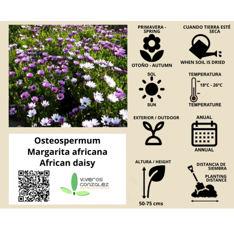 Osteospermum, dimorphoteca. Viveros González. Natural Garden Center Marbella