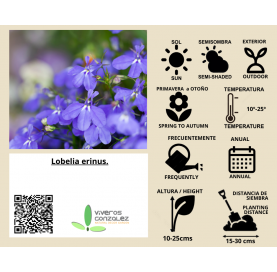 Lobelia erinus. Viveros González. Natural Garden Center Marbella