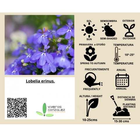 Lobelia erinus. Viveros González. Natural Garden Center Marbella
