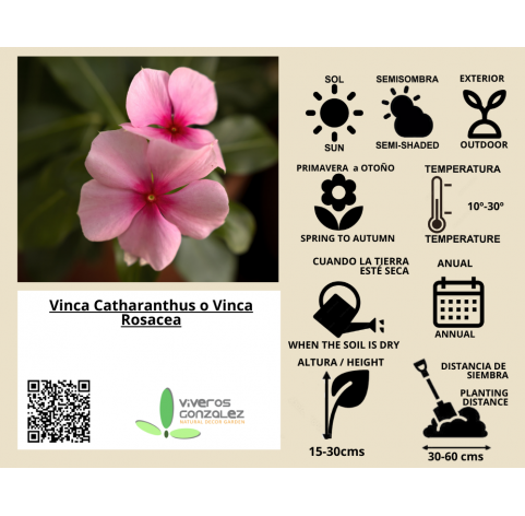 Vinca Catharanthus o Vinca Rosacea. Viveros González Natural Decor Centre Marbella