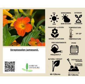 Streptosolen Jamesonii arbusto Natural Decor Centre Marbella Viveros Gonzalez