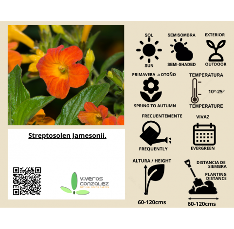 Streptosolen Jamesonii arbusto Natural Decor Centre Marbella Viveros Gonzalez