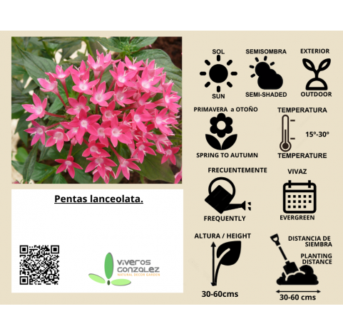 Pentas lanceolata Natural Decor Centre Marbella Viveros González