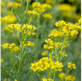 Ruta graveolens - Ruda. Viveros Gonzalez. Natural Garden Centre Marbella